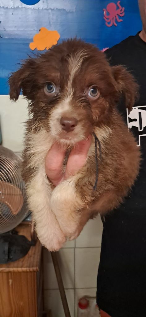 du château de la Nougatine - Chiots disponibles - Berger Australien