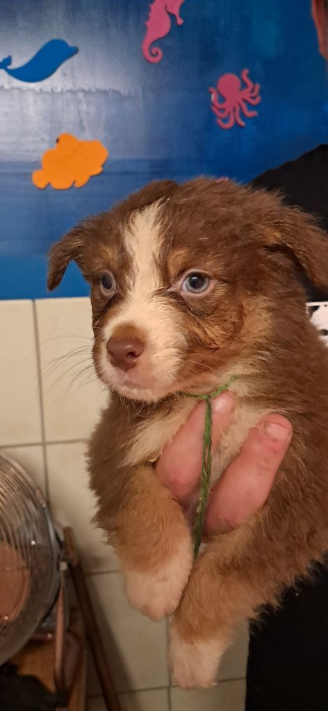 du château de la Nougatine - Chiots disponibles - Berger Australien