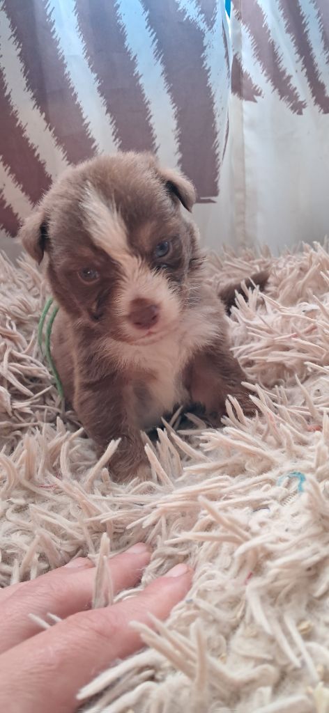 du château de la Nougatine - Chiots disponibles - Berger Australien