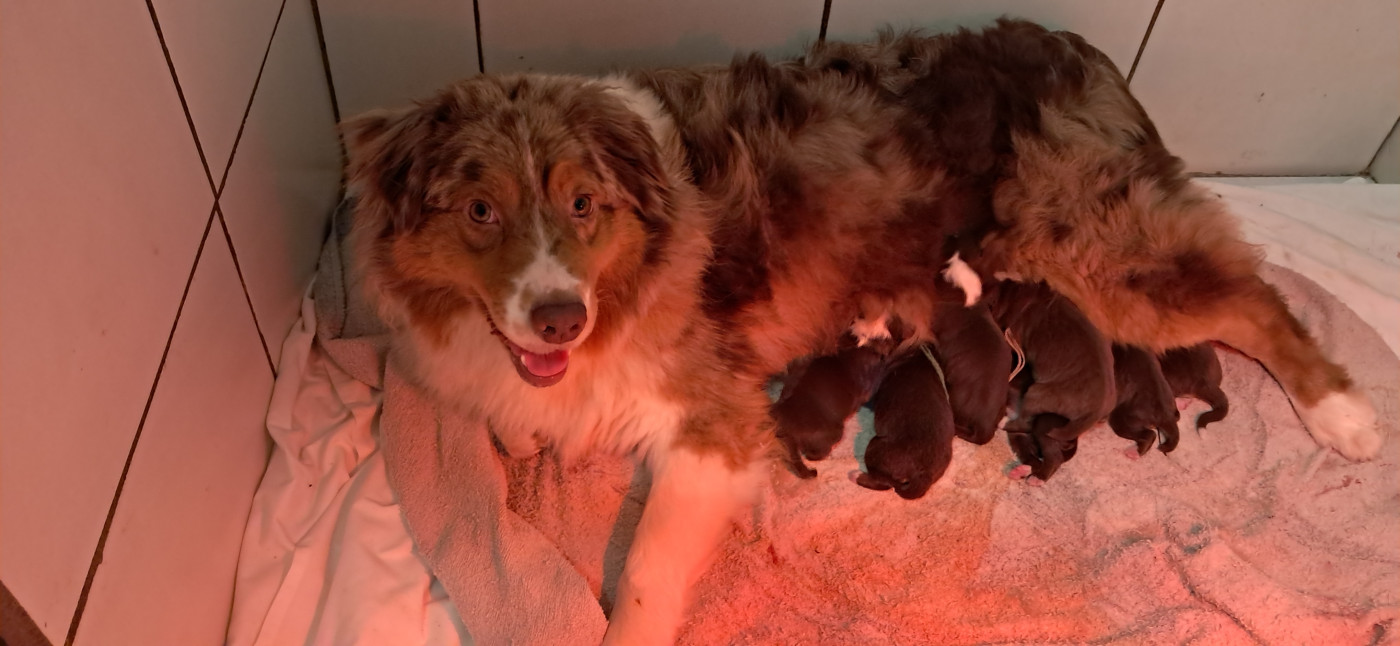 du château de la Nougatine - Berger Australien - Portée née le 22/02/2026