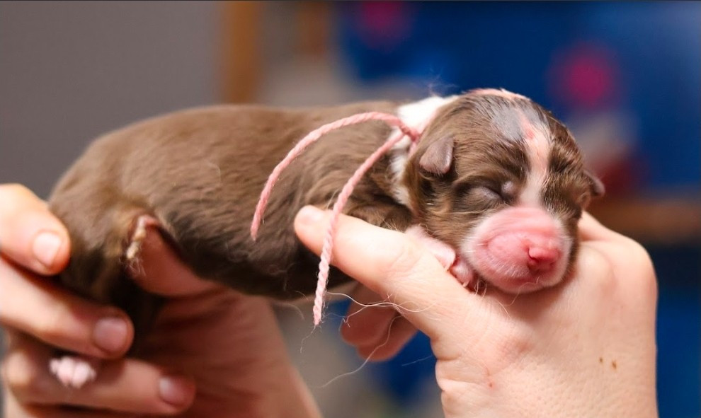 du château de la Nougatine - Chiots disponibles - Berger Australien