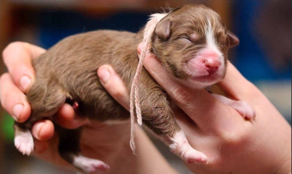 du château de la Nougatine - Chiots disponibles - Berger Australien