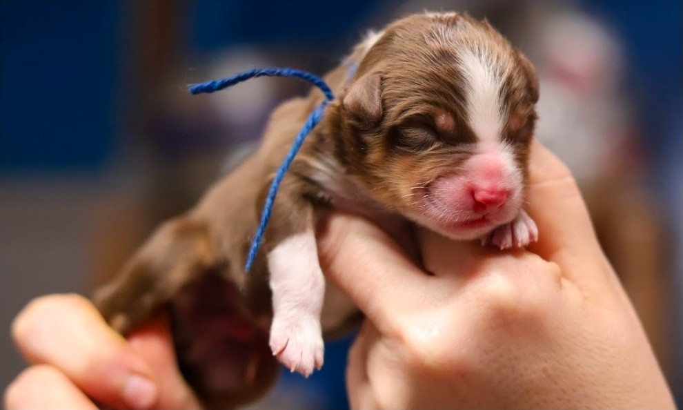 du château de la Nougatine - Chiots disponibles - Berger Australien