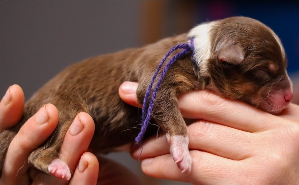 du château de la Nougatine - Chiots disponibles - Berger Australien