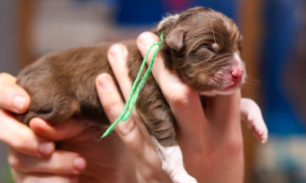 du château de la Nougatine - Chiots disponibles - Berger Australien