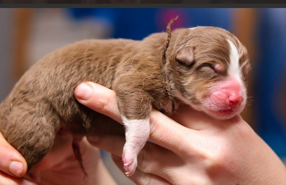 du château de la Nougatine - Chiots disponibles - Berger Australien