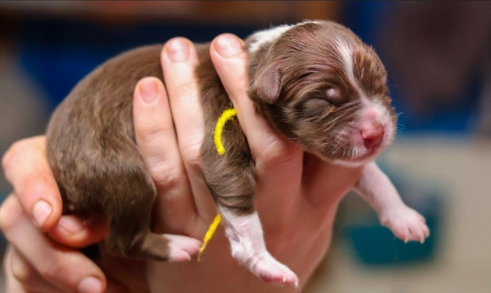 du château de la Nougatine - Chiots disponibles - Berger Australien