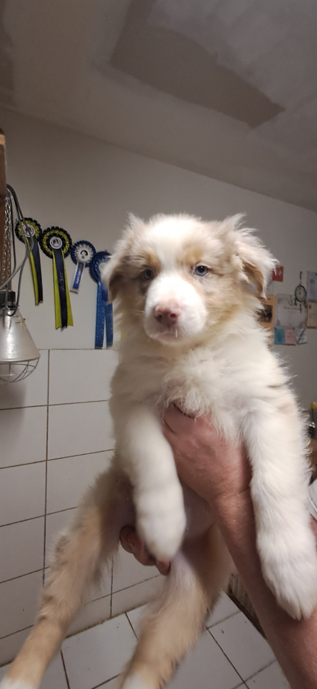 du château de la Nougatine - Chiots disponibles - Berger Australien