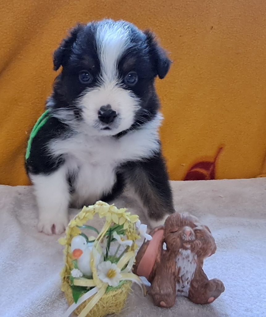 du château de la Nougatine - Chiots disponibles - Berger Australien