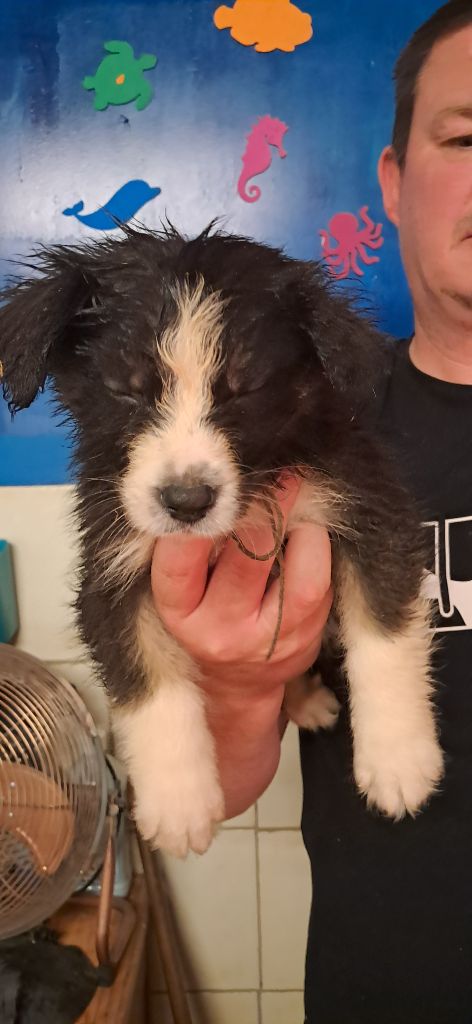 du château de la Nougatine - Chiots disponibles - Berger Australien