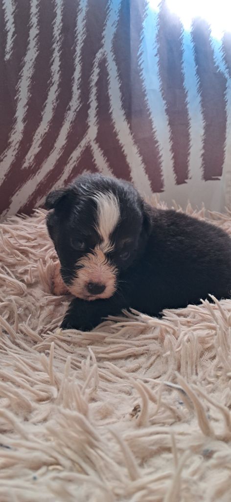 du château de la Nougatine - Chiots disponibles - Berger Australien