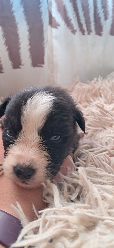 du château de la Nougatine - Chiots disponibles - Berger Australien
