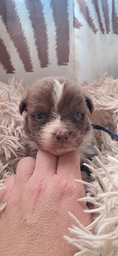 du château de la Nougatine - Chiots disponibles - Berger Australien