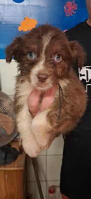 CHIOT 4 collier noir