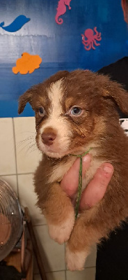 CHIOT 2 collier vert