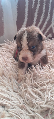 CHIOT 5 collier rose foncé 