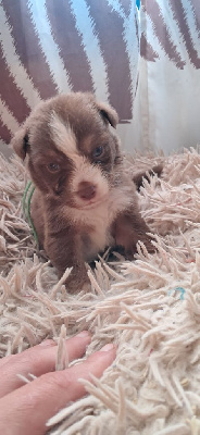 CHIOT 2 collier vert