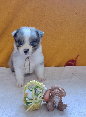 CHIOT 2 collier beige