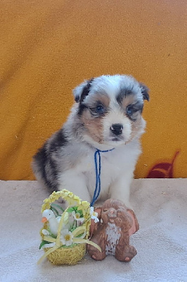CHIOT 3 collier bleu 