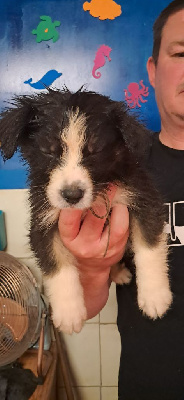 CHIOT 3 collier gris