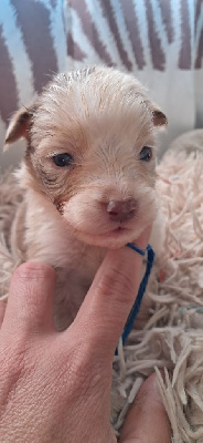 CHIOT 1 collier bleu