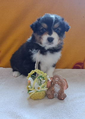 CHIOT 6 collier violet pâle 