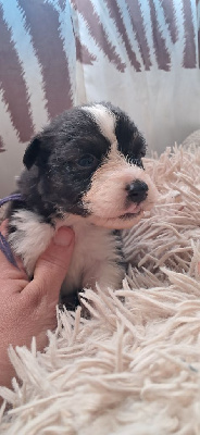 CHIOT 7 collier mauve