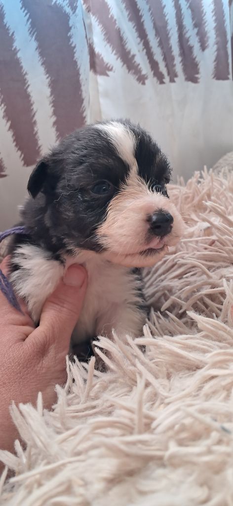 du château de la Nougatine - Chiots disponibles - Berger Australien