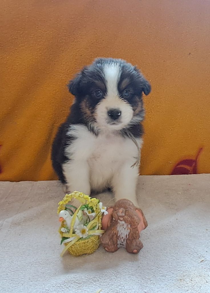 du château de la Nougatine - Chiots disponibles - Berger Australien